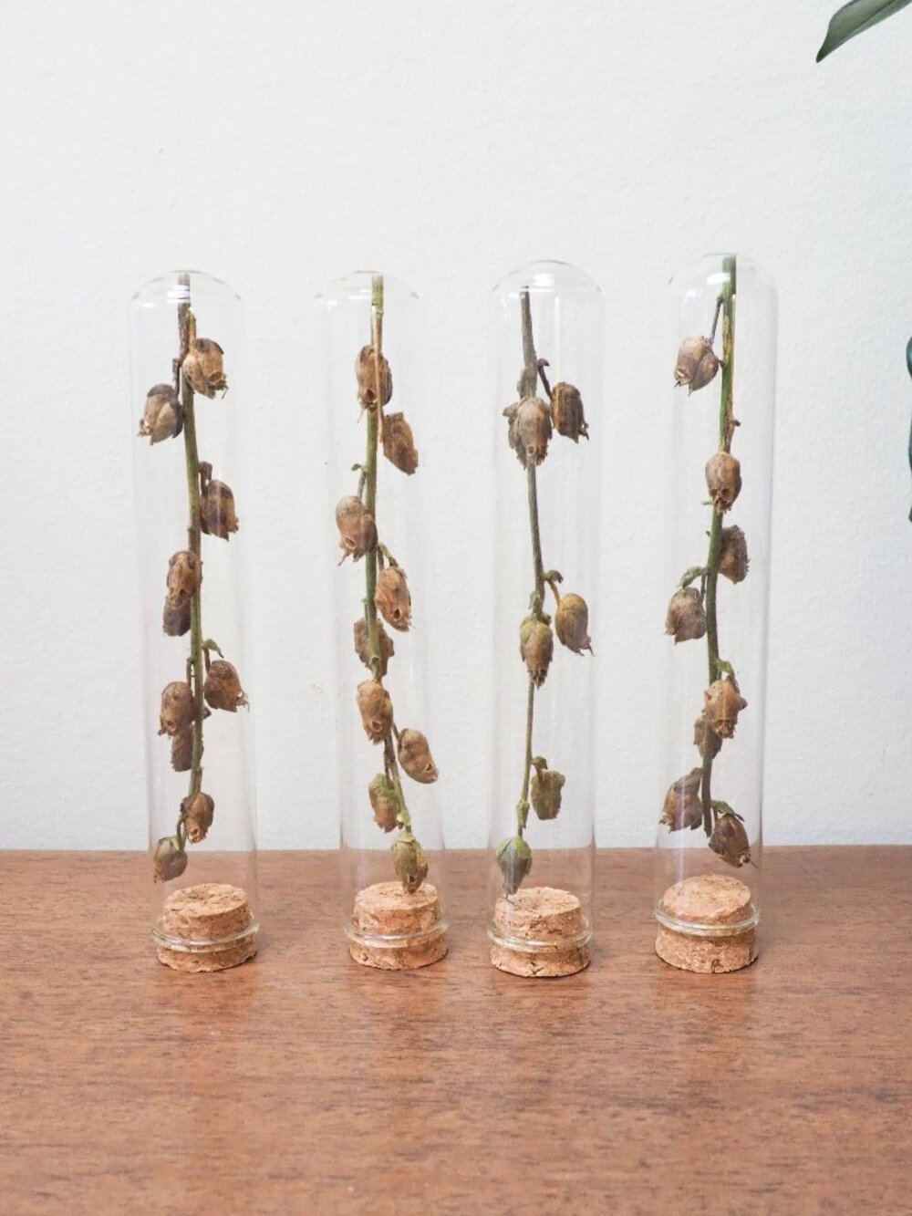 Dried Snapdragon Skull Seed Pods in Tall cloche Glass Vial